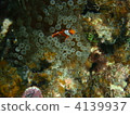海洋動物 番茄海葵魚 池間島 4139937
