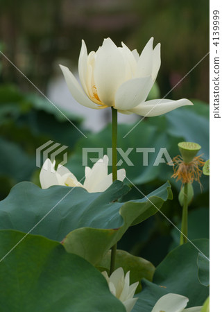 Kusatsu市政水生植物公園Mizu no Mori蓮花在夏天花池蓮花 4139999