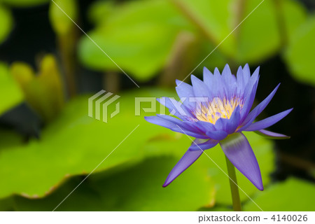 Blue Anemoni 4140026