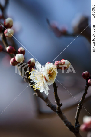 It is the blooming of white plum. 4140060
