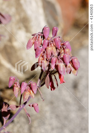 Although it is winter, flower of Ekebelia is likely to bloom. Although it is winter, flower of Ekebelia is likely to bloom. 4140063