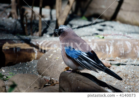 逥 sesame salt head jay 4140073