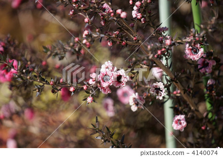 Oyanmei Gyo大堤的花開了。 4140074