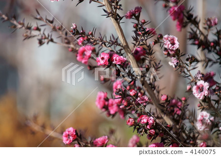 The flowers of Oyanmei Gyo levee bloomed. 4140075