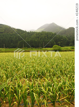 Garlic field image material Garlic field image material 4140219