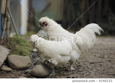 Crow bird chicken bird 4140233