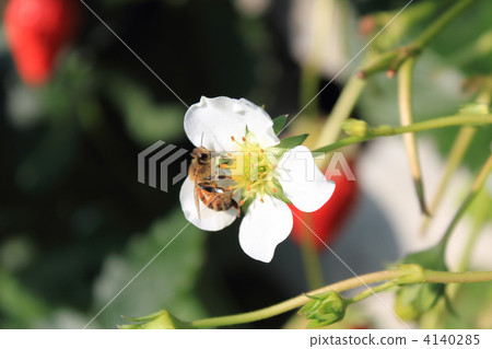 Strawberry flowers and bees 4140285