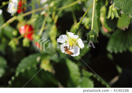 Strawberry flowers and bees Strawberry flowers and bees 4140286