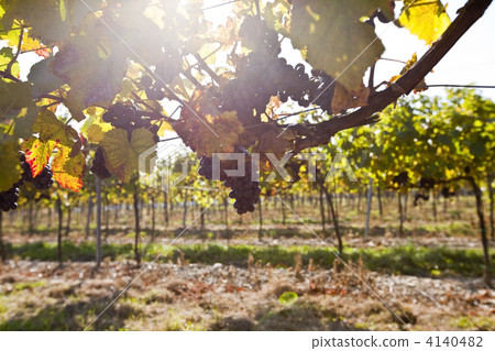 葡萄藤 作物 戶外 4140482