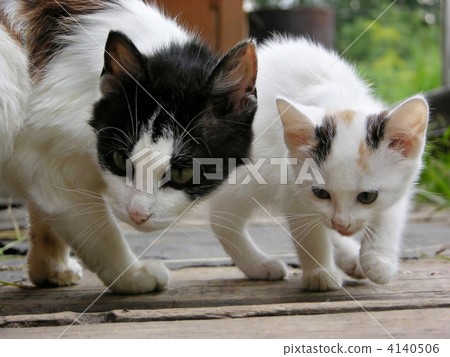 cat and kitty 4140506