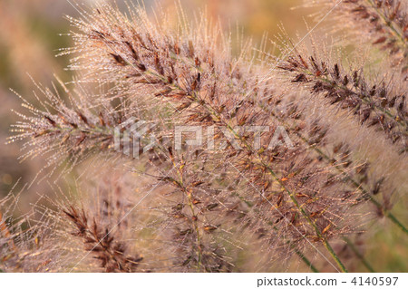 "Murasaki Enokorogarsa" wet in morning dew "Murasaki Enokorogarsa" wet in morning dew 4140597