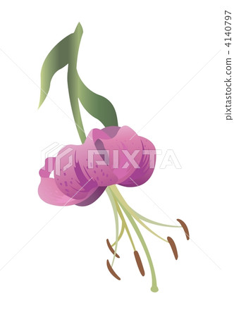 flower of tiger lily vector 4140797
