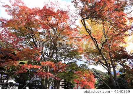 Autumn leaves of "Onsenji" Ohnohara-cho, Kanonji City, Kagawa prefecture (three colors Momiji) 4140869