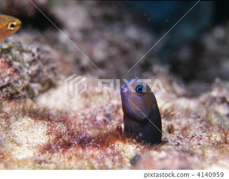 Gimpo's companion Gimpo's companion 4140959