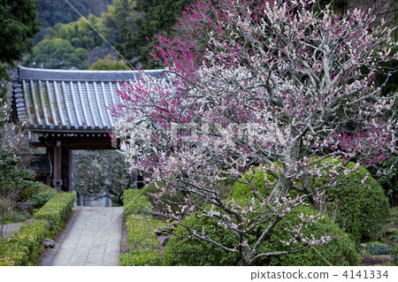 white plum blossoms, ume, Red And White 4141334