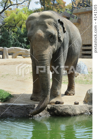 Asian elephant Asian elephant 4141505