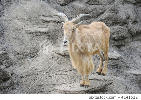 Burberry sheep - Stock Photo [4141522] - PIXTA