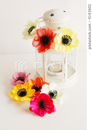 假花 燈籠 非洲菊 4141602