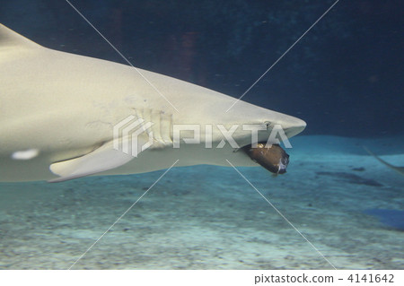 鯊魚 一群 沖繩美麗海水族館 4141642