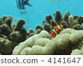 小丑魚 海洋動物 軟珊瑚 4141647