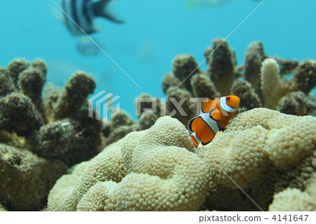 anemone fish, anemonefish, clown anemonefish 4141647