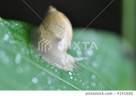 Oka mono aragai 4141688