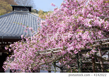 蘋果開花蟹 野櫻梅 海棠 4142022