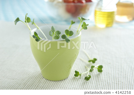 Caution: Daikon radish 4142258