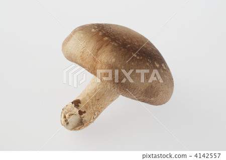 Shiitake 4142557