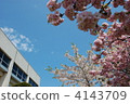 School building and cherry blossoms 4143709