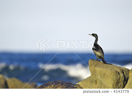 海鸕鶿 4143779