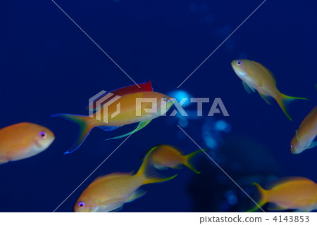 Madder eggplant 4143853