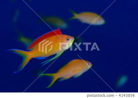 Madder eggplant Madder eggplant 4143856