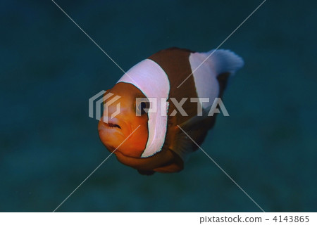 銀蓮花魚 4143865