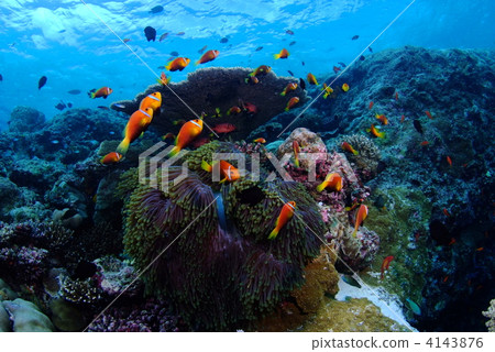 Anemone fish Anemone fish 4143876