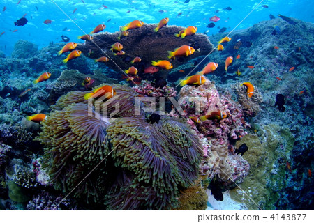 Anemone fish Anemone fish 4143877