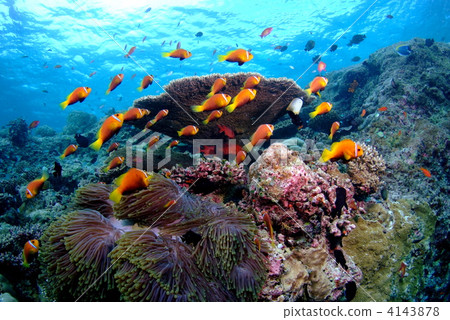 Flock of anemone fish 4143878