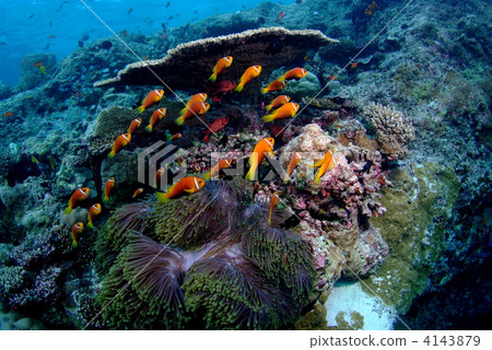 Anemone fish 4143879
