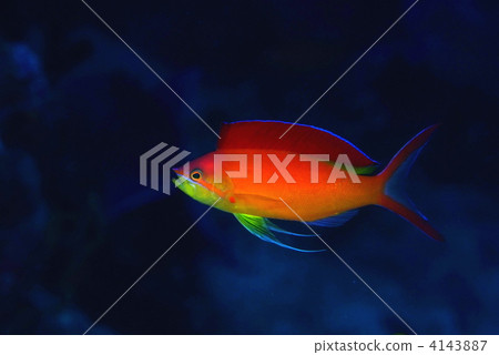 Indian Frame Bathlet 4143887