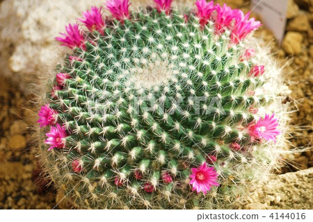 仙人掌花 4144016