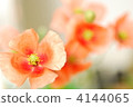 red poppy, bloom, blossom 4144065