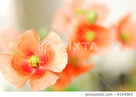 紅罌粟 虞美人 花朵 4144065
