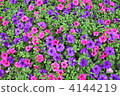 Two color Petunia field 4144219