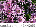 Osteoporum 4144265