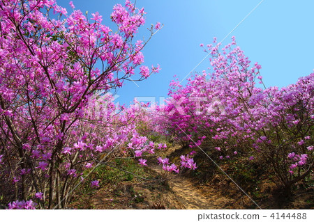 三葉杜鵑 杜鵑 花 4144488