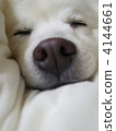 sleep. 4144661
