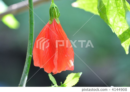 UNAKUSHI FUYOU 4144908
