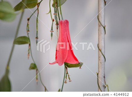 山茶花蟋蟀 4144912