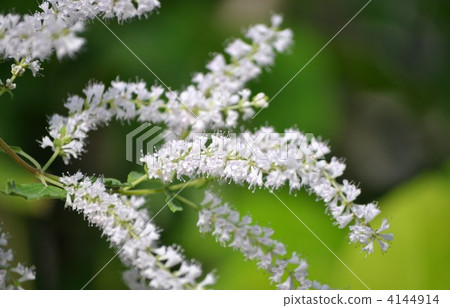 Fukubuchi Fukubuchi 4144914