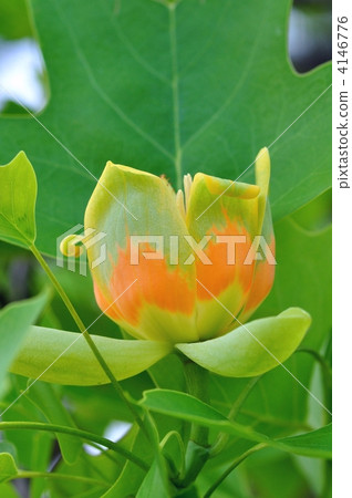 Tulip tree 4146776